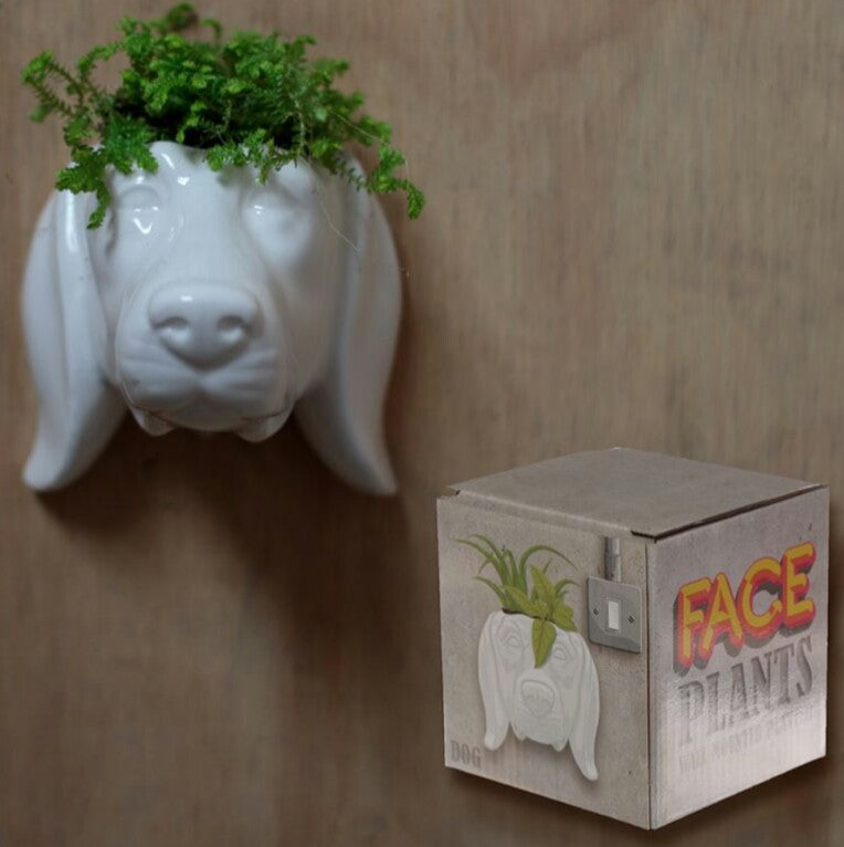 Maceta de pared con forma de perro con caja / Nadie sin regalo