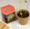 Kit de autocultivo Edamame brote / Nadie sin regalo